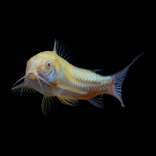 Sunburst Orange Cory GloFish®